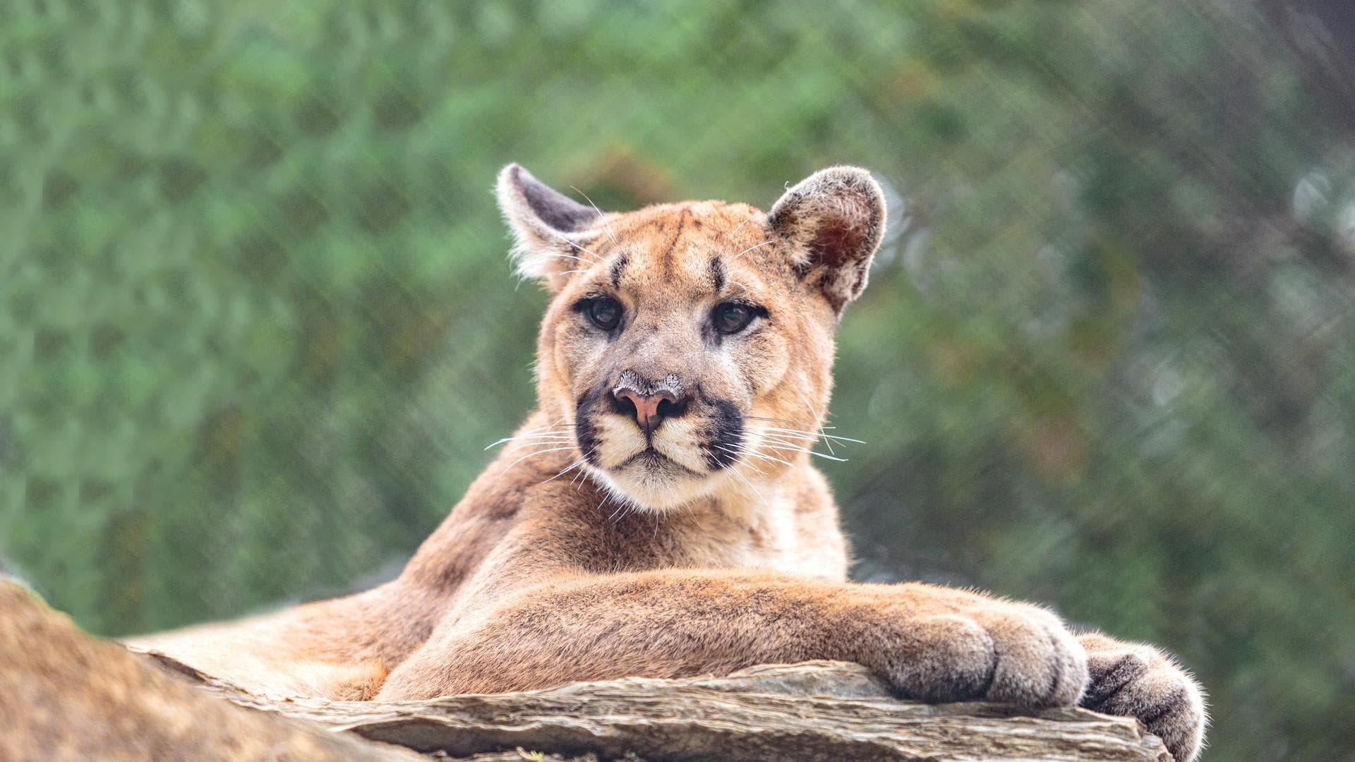 mountain lion laying on rock at zooamerica